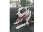 Adopt DIXIE a White - with Gray or Silver Pit Bull Terrier / Mixed dog in