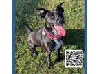 Adopt Bianca a Black Cattle Dog / Mixed dog in Dickinson, TX (37711430)