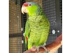 Adopt Giles a Amazon bird in Kanab, UT (35398844)