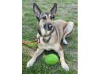 Adopt Kira a Black - with Tan, Yellow or Fawn Belgian Malinois / German Shepherd