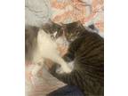 Adopt Prince and Perry a Gray, Blue or Silver Tabby Maine Coon / Mixed (long