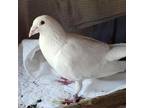 Adopt Hail 043 a Pigeon bird in Kanab, UT (36817235)