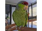 Adopt Anya a Amazon bird in Kanab, UT (35967445)