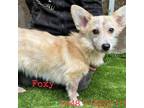 Adopt Foxy 7448 a Tan/Yellow/Fawn Welsh Corgi / Mixed dog in Brooklyn