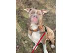 Adopt Toad a Tan/Yellow/Fawn - with White American Pit Bull Terrier / Mixed dog