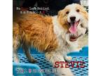 Adopt Stevie 7811 a Tan/Yellow/Fawn Border Collie / Mixed dog in Brooklyn