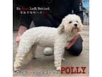 Adopt Polly 7826 a White - with Tan, Yellow or Fawn Bichon Frise / Mixed dog in