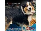 Adopt Dino 9449 a Tan/Yellow/Fawn Border Collie / Mixed dog in Brooklyn