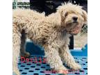 Adopt Darlin 9448 a White - with Tan, Yellow or Fawn Bichon Frise / Mixed dog in