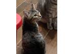 Adopt Tiramisu a Brown Tabby Domestic Shorthair / Mixed (short coat) cat in