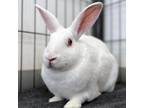 Adopt May a New Zealand / Mixed rabbit in Kanab, UT (33359263)