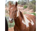 Adopt Oakley a Paint/Pinto / Mixed horse in Kanab, UT (36729231)