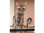 Adopt Tantra a Brown Tabby Domestic Shorthair (short coat) cat in Calgary