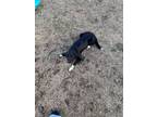 Adopt Shuri (in Pendleton) a Black - with White Labrador Retriever / Pointer /