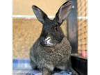 Adopt Molly a American / Mixed rabbit in Kanab, UT (32091011)