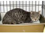 Adopt Rocket 8322 a Gray or Blue Domestic Shorthair / Mixed (short coat) cat in