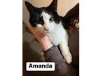 Adopt Amanda a Black & White or Tuxedo Domestic Shorthair (short coat) cat in