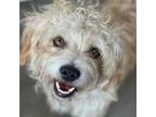 Adopt Ragamuffin a Tan/Yellow/Fawn Cockapoo / Cocker Spaniel / Mixed dog in Long