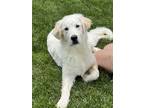 Adopt WINTER a White - with Tan, Yellow or Fawn Great Pyrenees / Mixed dog in