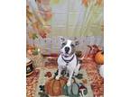 Adopt Cashew a White American Pit Bull Terrier / Mixed dog in Syracuse