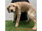 Adopt Lacey 7628 a Tan/Yellow/Fawn Labrador Retriever / Mixed dog in Brooklyn