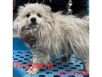 Adopt Grayson7805 a White - with Tan, Yellow or Fawn Pomeranian / Mixed dog in