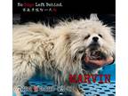 Adopt Marvin 7622 a White - with Tan, Yellow or Fawn Pomeranian / Mixed dog in