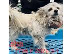 Adopt Sasha 7798 a White - with Tan, Yellow or Fawn Pomeranian / Mixed dog in