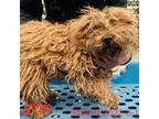 Adopt Flynn 9436 a Tan/Yellow/Fawn Poodle (Standard) / Mixed dog in Brooklyn
