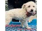 Adopt Theodore 9441 a White - with Tan, Yellow or Fawn Poodle (Standard) / Mixed