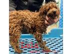 Adopt Lola 9435 a Tan/Yellow/Fawn Poodle (Standard) / Mixed dog in Brooklyn
