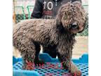 Adopt Bluebell 5361 a Black Poodle (Standard) / Mixed dog in Brooklyn