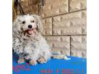 Adopt Angel 9431 a White - with Tan, Yellow or Fawn Bichon Frise / Mixed dog in