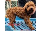 Adopt Clayton 7685 a Tan/Yellow/Fawn Poodle (Standard) / Mixed dog in Brooklyn