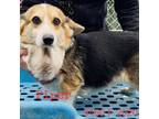 Adopt Piper 9450 a Tan/Yellow/Fawn Welsh Corgi / Mixed dog in Brooklyn