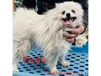 Adopt Floyd 9442 a White - with Tan, Yellow or Fawn Pomeranian / Mixed dog in