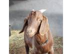 Adopt BB a Goat farm-type animal in Kanab, UT (36592098)
