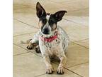 Adopt ANGELINA a White - with Tan, Yellow or Fawn Australian Cattle Dog / Mixed