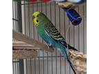 Adopt Lemonhead a Parakeet - Other bird in Kanab, UT (37433172)