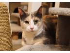 Adopt Cranberry a Calico or Dilute Calico Domestic Shorthair (short coat) cat in