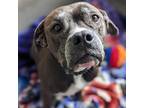 Adopt Callaway a Black American Staffordshire Terrier / Mixed dog in Kanab
