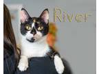 Adopt River a Calico or Dilute Calico Domestic Shorthair (short coat) cat in