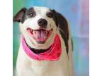 Adopt Coletta JH a Black Labrador Retriever / Collie / Mixed dog in Salem