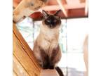 Adopt Suki a White (Mostly) Siamese / Mixed cat in Kanab, UT (37240484)