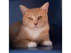 Adopt Maybelline a Tan or Fawn Tabby Domestic Shorthair / Mixed cat in Kanab