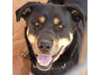 Adopt Roxy a Black Rottweiler / Mixed dog in Kanab, UT (36930825)