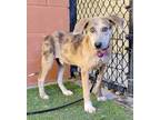 Adopt Aster a Red/Golden/Orange/Chestnut Catahoula Leopard Dog / Mixed dog in