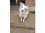 Adopt Zelda a White Australian Shepherd / Mixed dog in New Orleans
