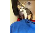 Adopt Lilac a White Domestic Shorthair / Domestic Shorthair / Mixed cat in New