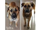 Adopt Spike a Tricolor (Tan/Brown & Black & White) Shepherd (Unknown Type) /